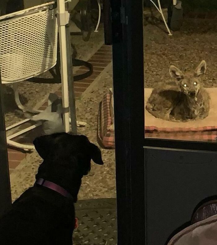 Coyote Lays In My Dog's Bed