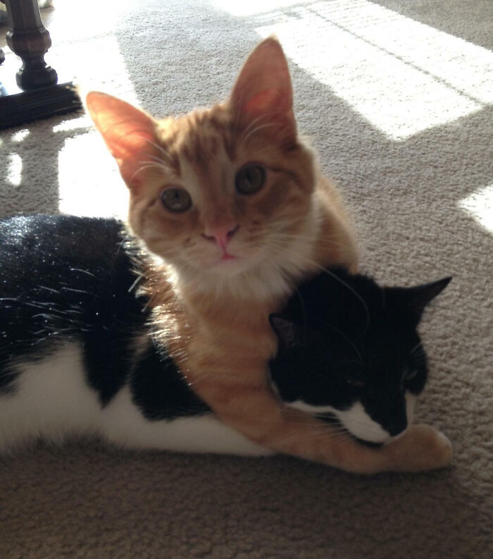 My Cat Thinks He's A Professional Wrestler. My Other Cat Is Less Amused