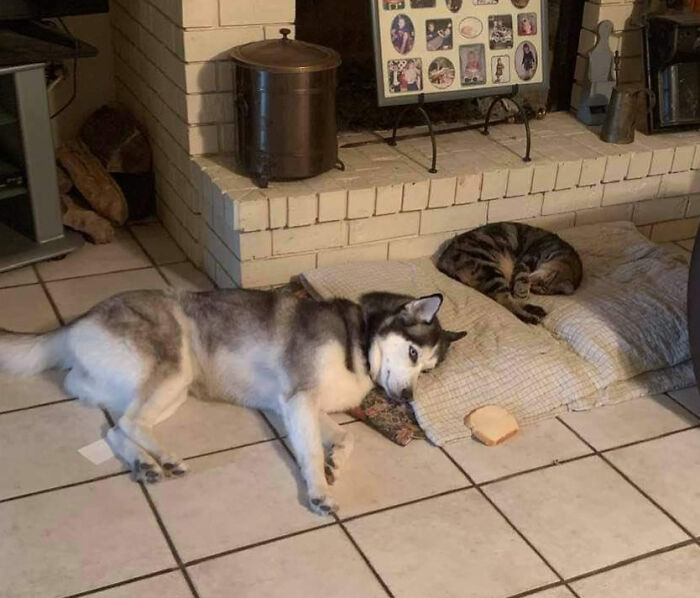 You Can See It In Her Eyes How Annoyed She Is That The Cat Stole Her Bed