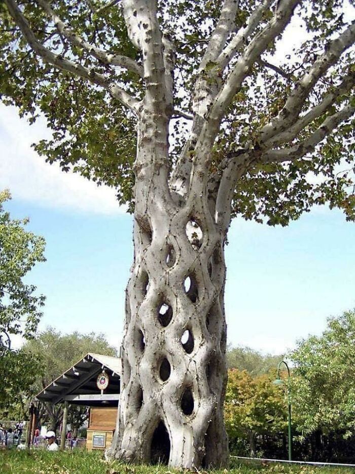Beautiful Tree