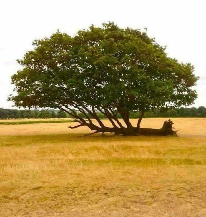 He Fell A Long Time Ago, But He Never Gave Up