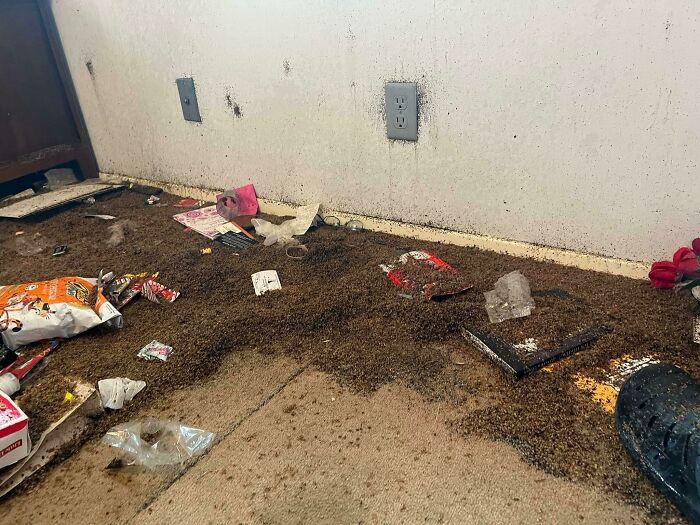 Los de control de plagas dicen que es la peor infestación de chinches que hayan visto nunca