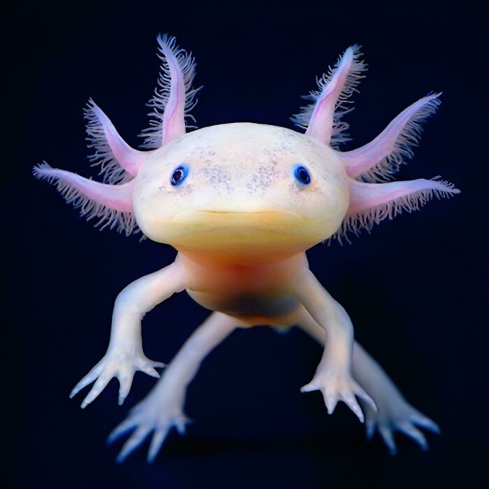 This Axlotl