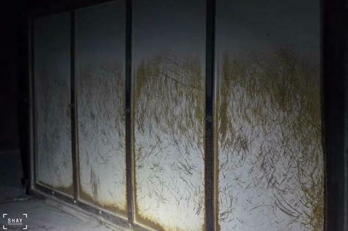 Arañazos de 2300o cerdos intentando escapar cada día en este matadero de Ontario