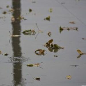 farbenreich_gummiente avatar