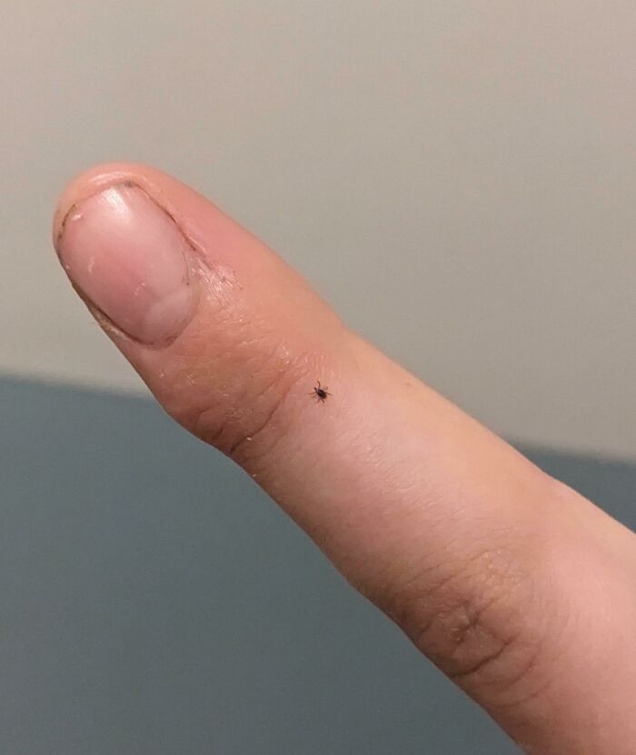 Close-up of a tiny tick on a fingertip, illustrating one of the most terrifying and disturbing images shared online.