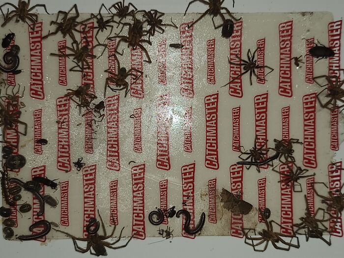 Trampa para bichos puesta bajo la escalera del sótano