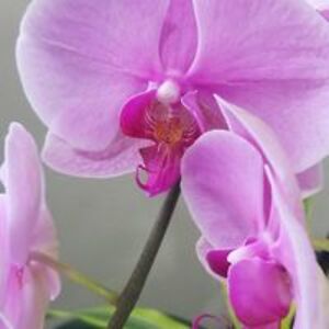 wildforeagles avatar