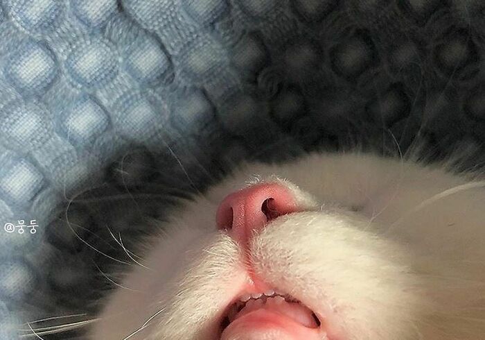 Hilarious-Animal-Pics