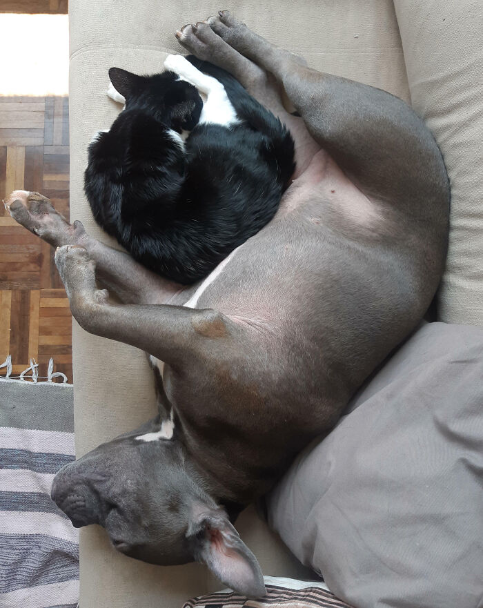 Their Afternoon Nap Is The Cutest Thing Ever