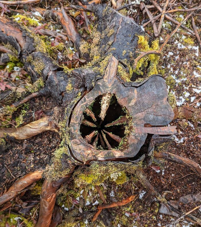 This Stump I Came Across That Looks Like A Wooden Sarlacc