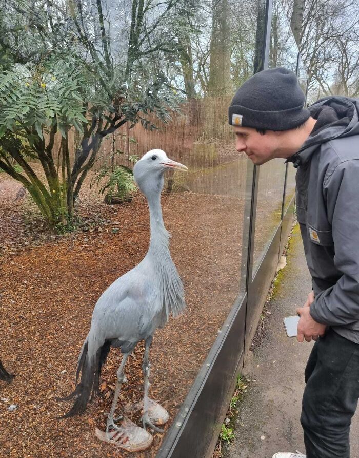 This Crane Looks Like He's Wearing My Sneakers
