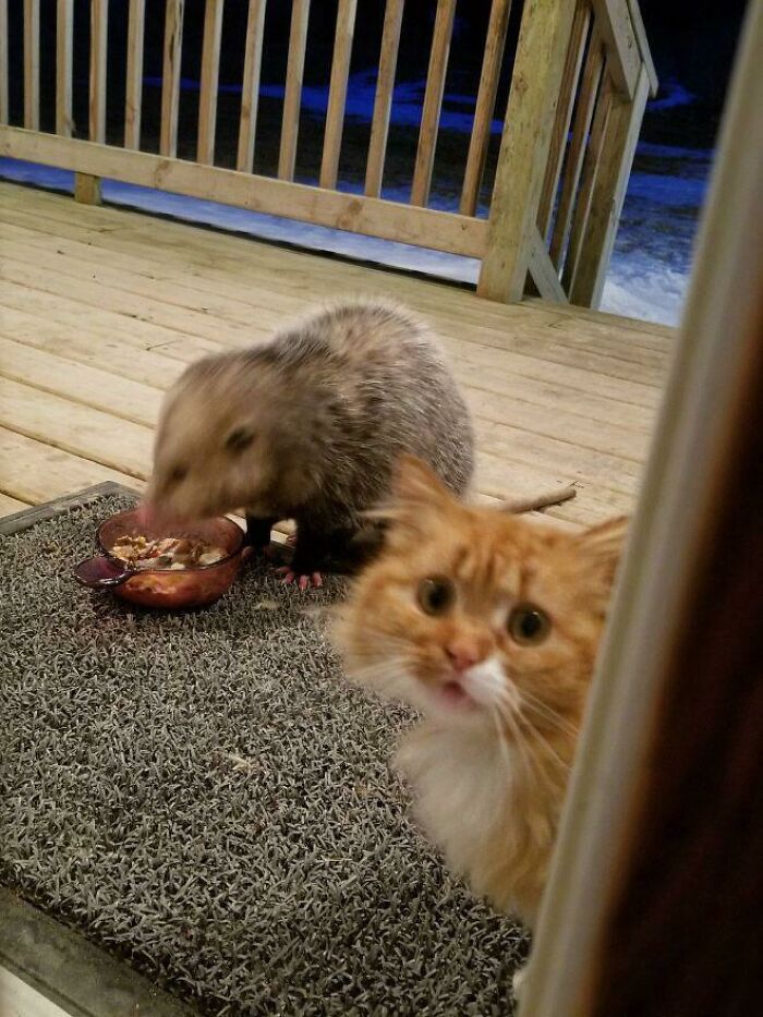 Do Something Hooman?