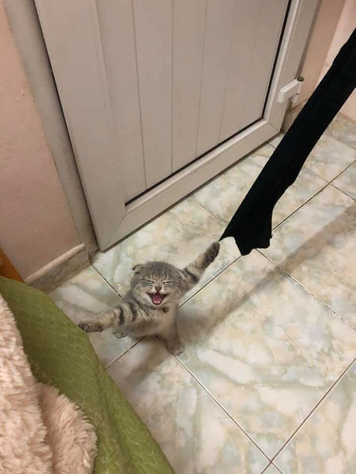 Cat Gets Stuck, Hooman Gets Camera