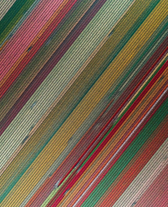 An Aerial View On Tulip Fields, Netherlands