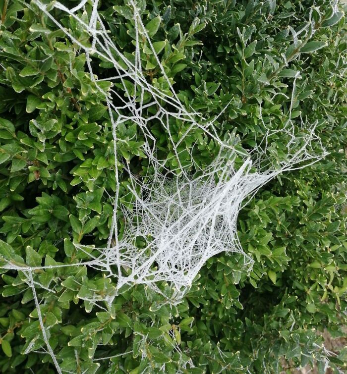 These Frozen Webs