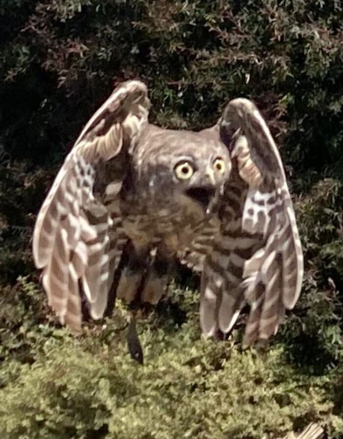 Psycho Owl