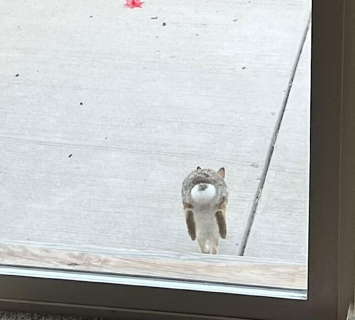 Backyard Bunny Handstand