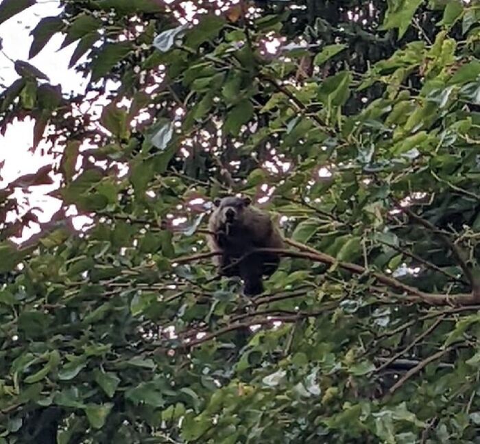 Things I Never Expected To See In A Tree: Groundhogs 