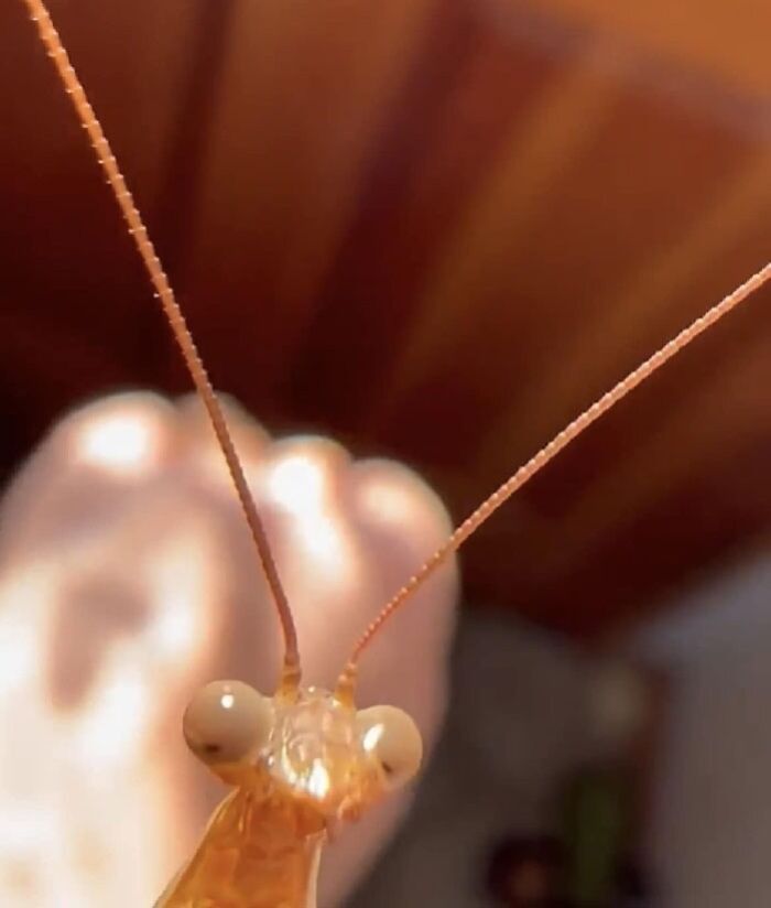 Screenshot From A Video I Took Yesterday! I Had A Praying Mantis On My Hand, Then It Flew Up And Landed On My Phone And Chaos Ensued. But I Cannot Get Over This Face 