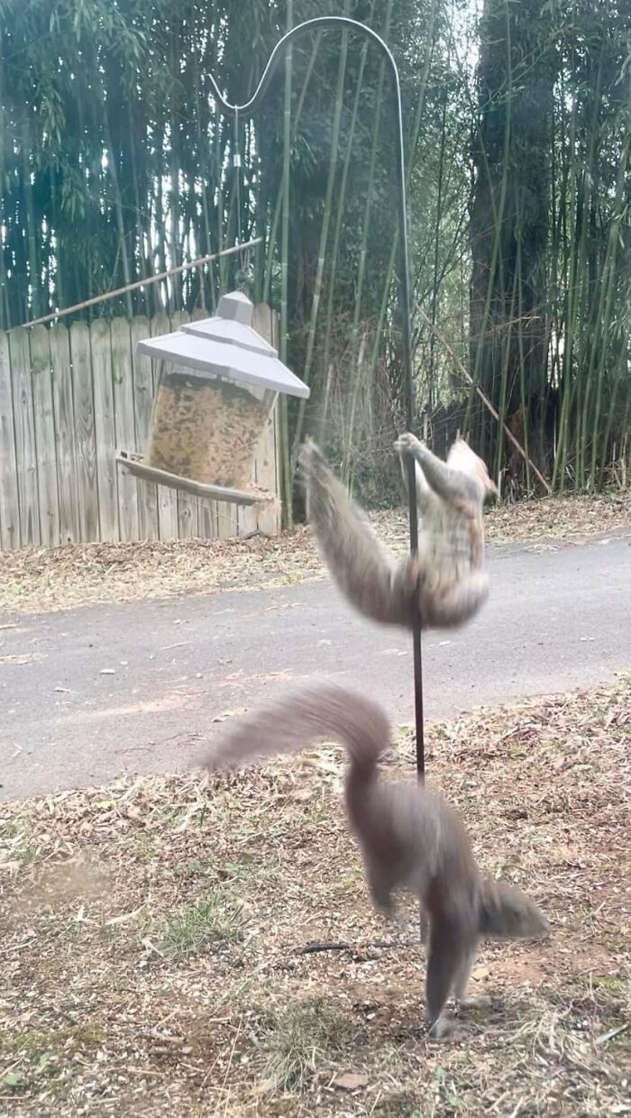 Squirrels Can Have Abs Too