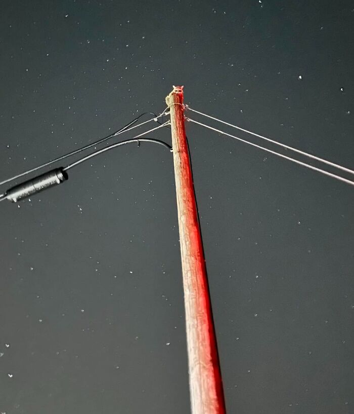 Raccoon On A Telephone Pole … A Very Comforting Presence