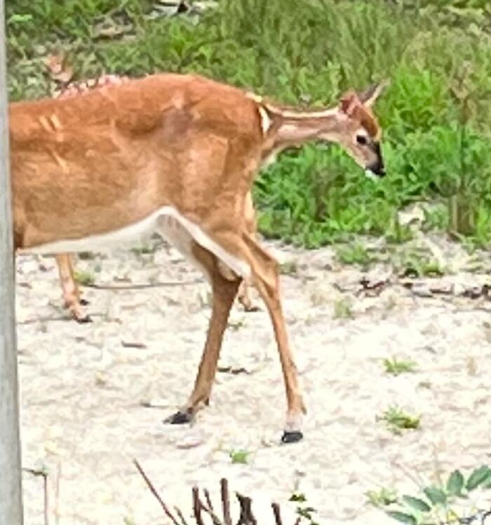 Got This Beautiful Shot Of Mother And Baby Out Back This Morning