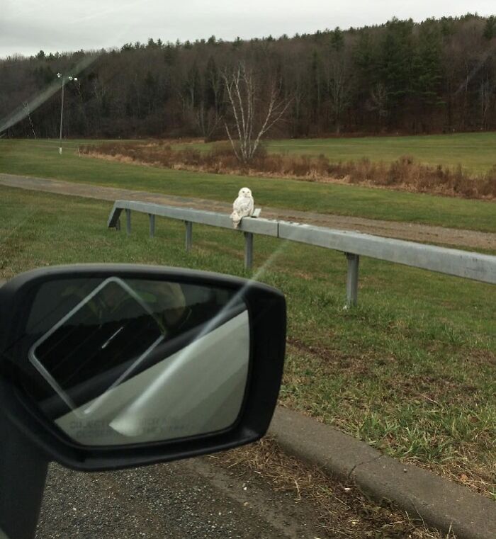 A Once In A Lifetime Experience—seeing A Snowy Owl In The Wild. And By “Wild”, I Mean A Guardrail On Highway 20 In Upstate NY, Across The Street From The Drag Racing Track. I Think I Captured Nature In Its Purest Form Here