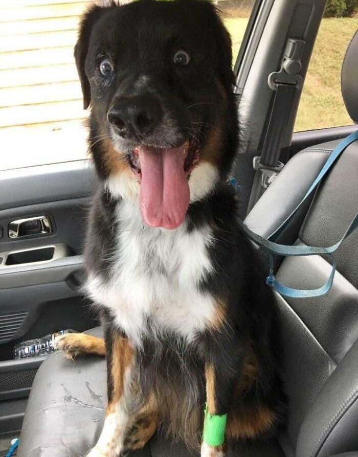 Wife Sent This After Picking Up Our Dog After Surgery Today. Says He's "Still Under The Influence"