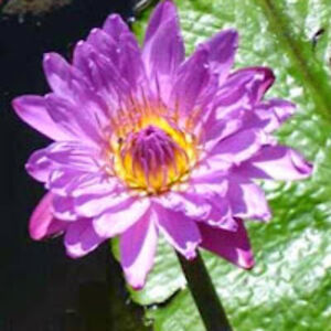 adriennehively avatar