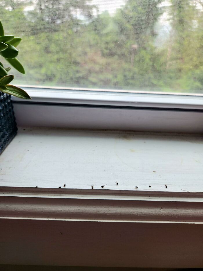 My Husband Leaves The Dead Bodies Of Bugs Wherever He [Smashes] Them Because He Thinks It Will Keep The Other Bugs Away