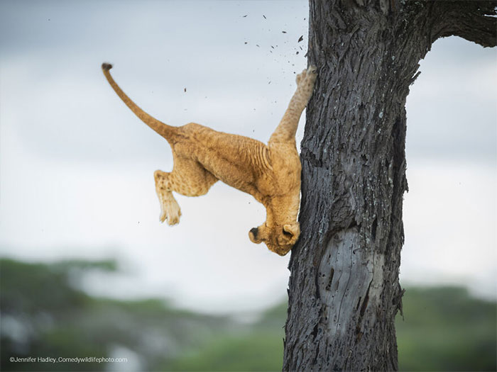 Lion cub humorously falling from a tree, showcasing comedy wildlife photography.
