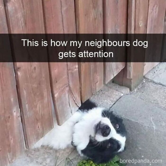 Hilarious-Funny-Animal-Memes