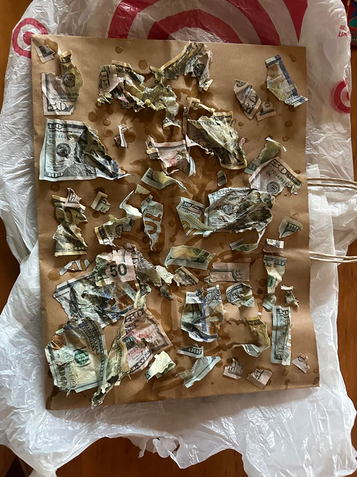 "I Almost Had A Heart Attack&rdquo;: Goldendoodle Snatches Owners&rsquo; Envelope And Eats $4,000 In Cash