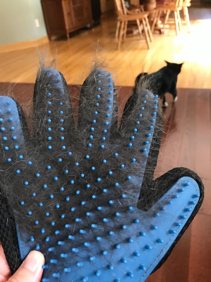  Shedding Glove: Your Furry Friend Will Love The Massage, You'll Love The Fur-Free Furniture!