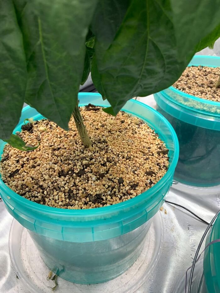 Your Outdoor Oasis Shouldn't Be A Snack Bar For Bugs. With Summit Mosquito Bits, Reclaim Your Realm And Enjoy A Sip Of Lemonade Without The Side Of Itch.