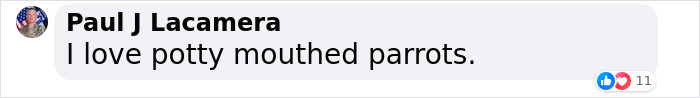 Rude Parrots That Can’t Stop Swearing Are In The Process Of Being Rehabilitated With New Flock Rude Parrots That Can’t Stop Swearing Are In The Process Of Being Rehabilitated With New Flock