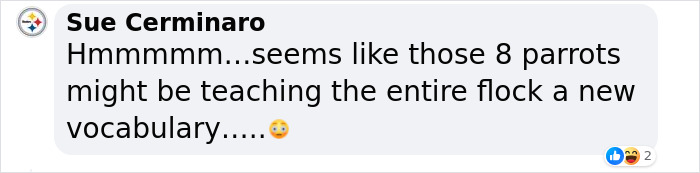 Rude Parrots That Can’t Stop Swearing Are In The Process Of Being Rehabilitated With New Flock Rude Parrots That Can’t Stop Swearing Are In The Process Of Being Rehabilitated With New Flock