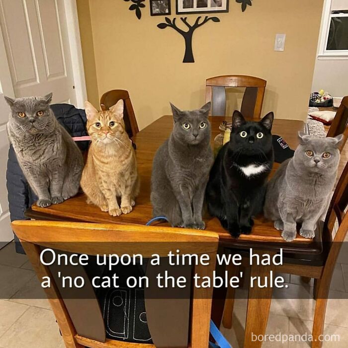 Hilarious-Funny-Animal-Memes