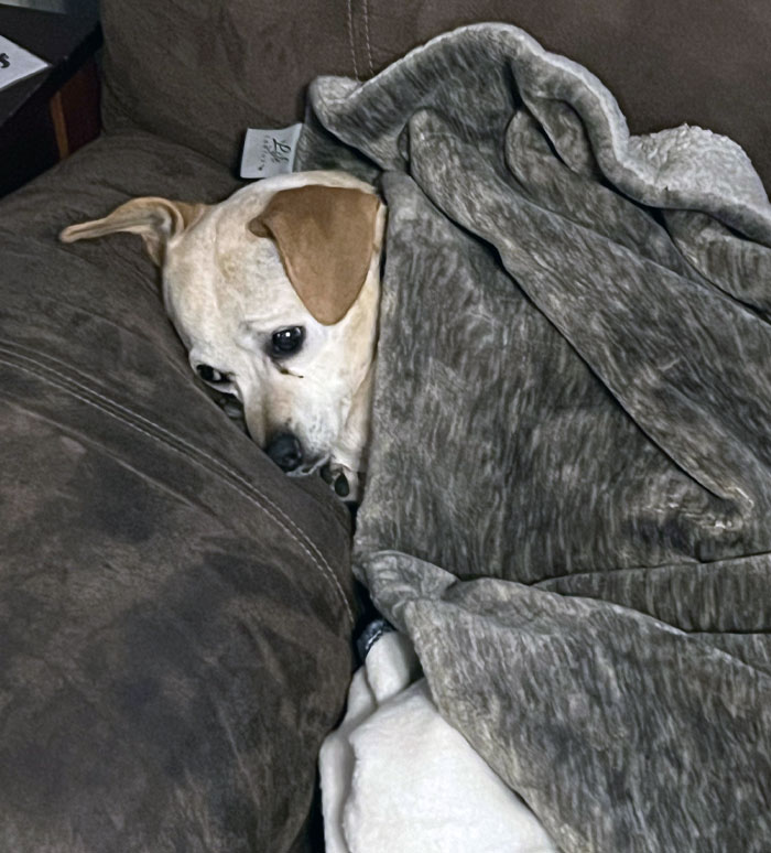 Our Dog's Reaction When He Doesn’t Get Treats After Going Outside