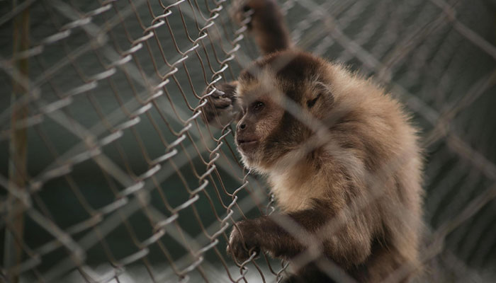 &ldquo;What If One Gets Out?&ldquo;: Residents Of Georgia Town Rally Against Farm To House 30,000 Monkeys