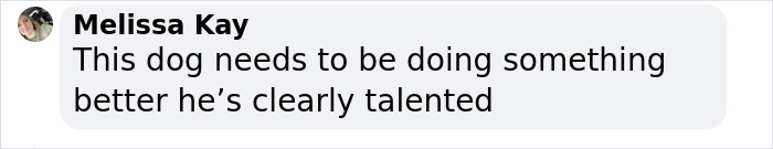 Police Makes “The Cutest Arrest Ever” After Dog Escapes Shelter And Tries To Free His Friends Police Makes “The Cutest Arrest Ever” After Dog Escapes Shelter And Tries To Free His Friends