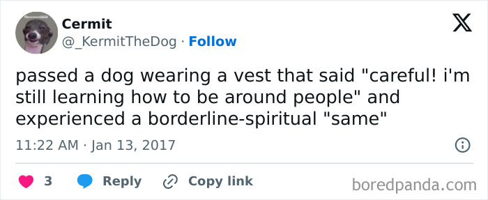 Tweet showing a humorous message about a dog learning to be around people, perfect for funny memes about social awkwardness.