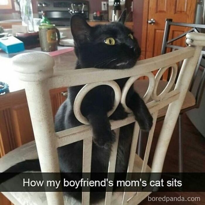 Hilarious-Funny-Animal-Memes