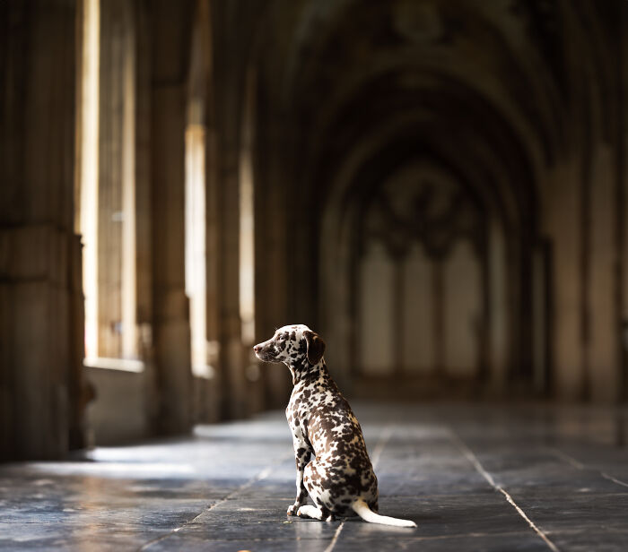 A Photograph Of A Dog