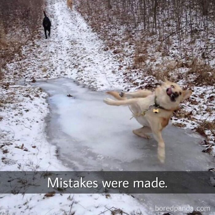 Hilarious-Funny-Animal-Memes