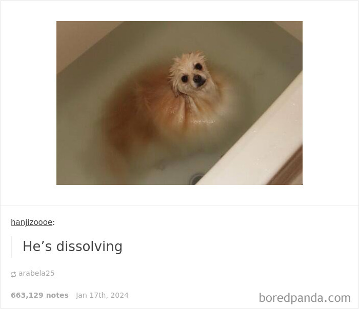 Funny-Animal-Memes-Posts