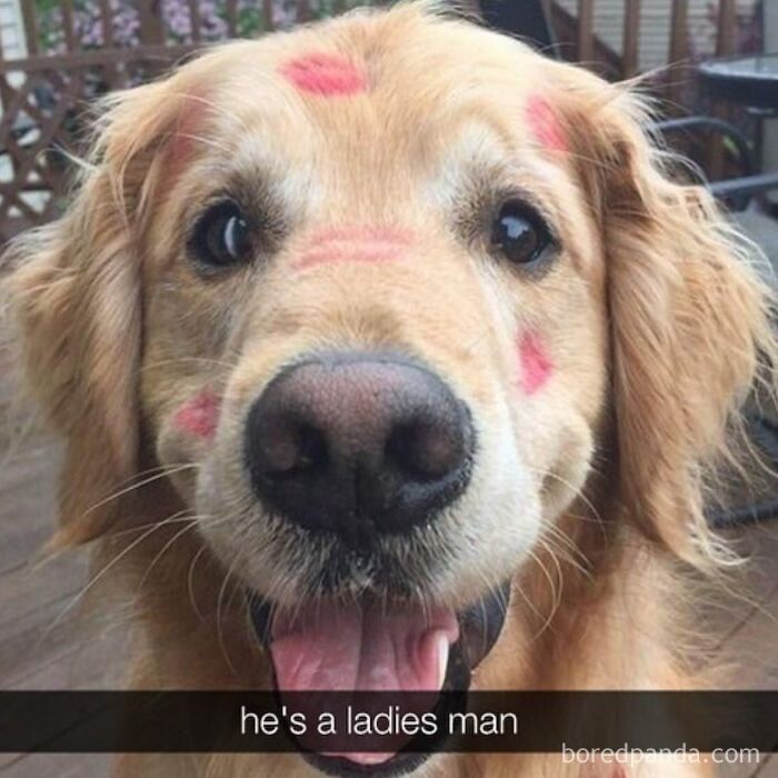 Hilarious-Funny-Animal-Memes