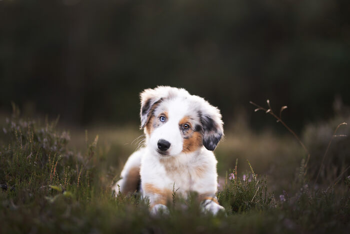 A Photograph Of A Dog