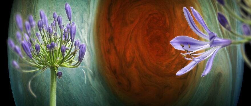 "Well, Why Not A Space Flower? Why Do We Always Expect Metal Ships?": A Collection Of Photo Collages From The Wildflowers' Movement Support Group